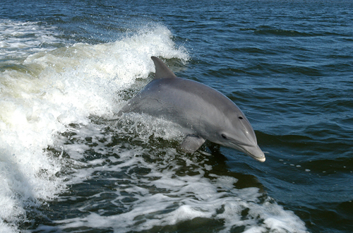 Bottlenose_Dolphin