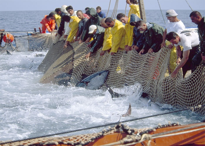 الثروة السمكية في تونس