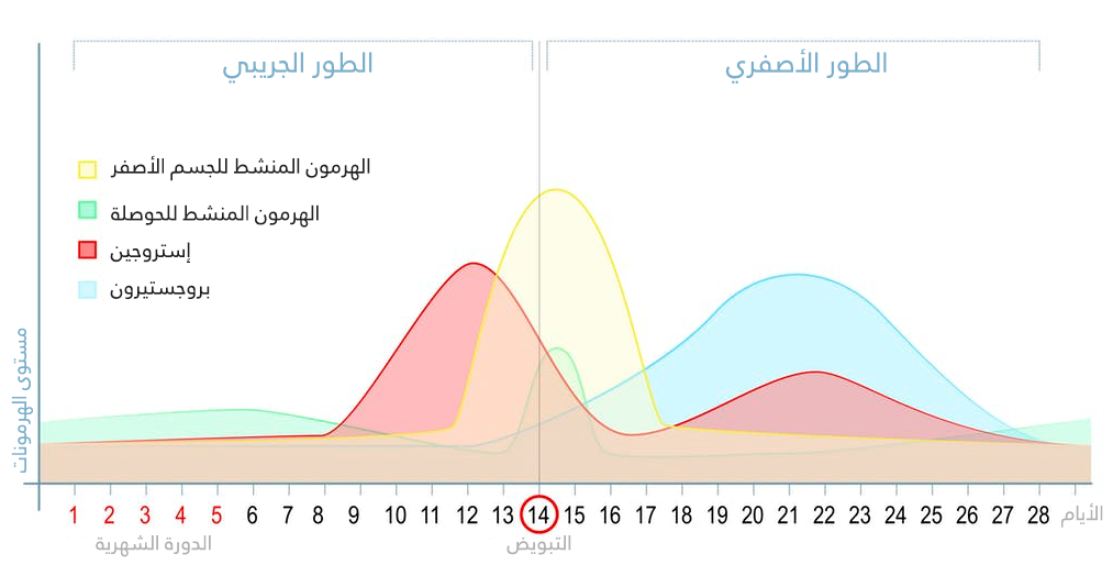 نون بوست